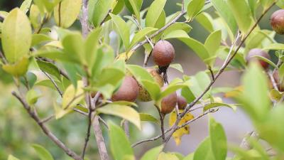 四庄乡开展油茶栽培管理技术培训