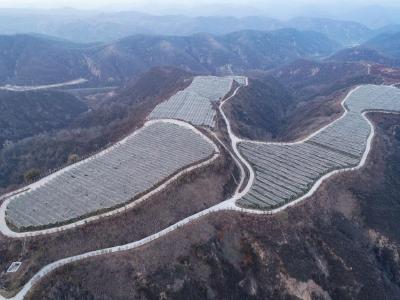 沿着总书记的足迹·新闻多一点丨延安苹果让老乡们生活越来越红火