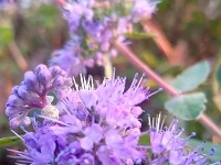 图集｜锡山，初冬那些花儿