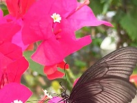 图集｜锡山，初冬那些花儿
