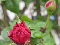 图集｜锡山，初冬那些花儿