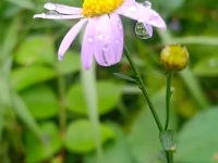 图集｜锡山，初冬那些花儿