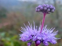 图集｜锡山，初冬那些花儿