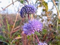 图集｜锡山，初冬那些花儿