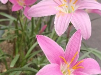 图集｜锡山，初冬那些花儿