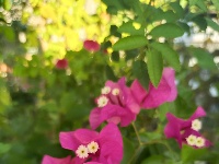 图集｜锡山，初冬那些花儿