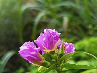 图集｜锡山，初冬那些花儿