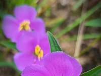 图集｜锡山，初冬那些花儿