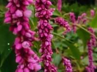 图集｜锡山，初冬那些花儿