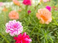 图集｜锡山，初冬那些花儿