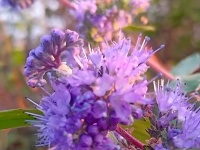 图集｜锡山，初冬那些花儿