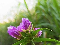 图集｜锡山，初冬那些花儿