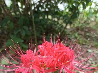 图集｜锡山，初冬那些花儿