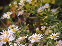 图集｜锡山，初冬那些花儿