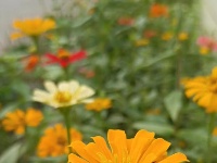 图集｜锡山，初冬那些花儿