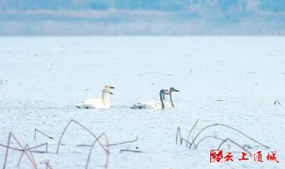 湿地好不好 就看鸟多少 30年未见的大天鹅重返洪湖湿地