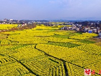 图集｜花田阡陌中乐享春日美好时光