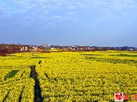 图集｜花田阡陌中乐享春日美好时光