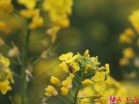 图集｜花田阡陌中乐享春日美好时光