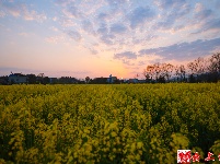 图集｜花田阡陌中乐享春日美好时光