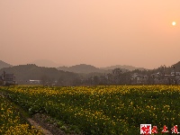 图集｜花田阡陌中乐享春日美好时光