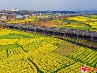 图集｜花田阡陌中乐享春日美好时光