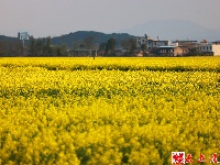 图集｜花田阡陌中乐享春日美好时光