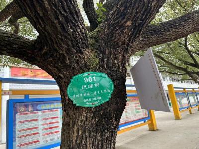 一枝一叶总关情 一草一木总有名｜通城县沙堆中学师生为树木挂牌