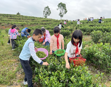 通城县隽水镇油坊完小：采茶制茶增乐趣 劳动实践促成长