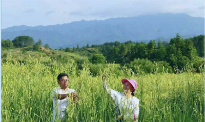 通城县大坪乡辉煌村：黄花菜铺就“金色”致富路