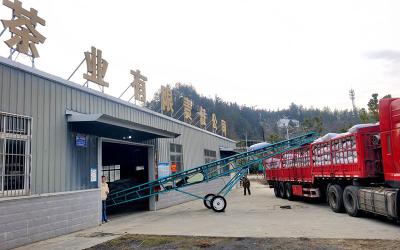 湖北竹山茶企开春抢生产 冲刺“开门红”
