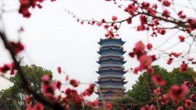 图集|赏梅须趁早 莫负通城好春光