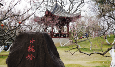 武汉还有哪些赏梅好去处？这些地方花都开好了