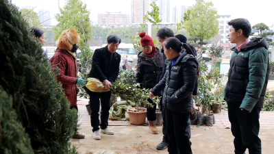 通城：春种好时节 苗木市场销售旺