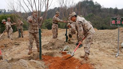 通城：预定新兵积极参加义务植树活动