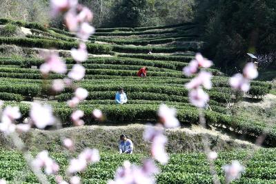 科技种茶种出黄金叶——通城县四庄乡寺背村吴海从卖茶到创茶品牌的华丽转身