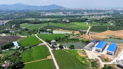 湖北通城：社会化服务助茶产业香溢全球
