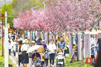 五湖四海“追樱客” 共赴江城浪漫约