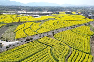 湖北通城：乡村油菜花开美