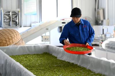 从种茶叶到创品牌——通城县四庄乡寺背村种茶大户吴海的创业之路