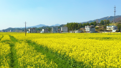 通城县五里镇：油菜花开 乡村如画