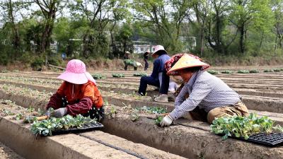 【春耕备耕正当时⑤】通城县关刀镇：春耕生产正当时 蔬菜基地种植忙