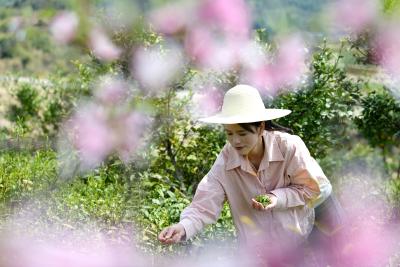 通城高峰：科技种茶助增收