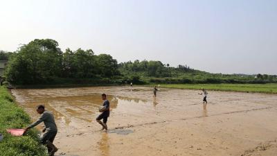 通城县四庄乡寺背村：香稻育秧 育出致富新“稻”路