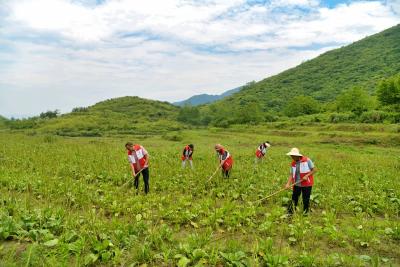 通城塘湖：志愿者助农管护药材忙