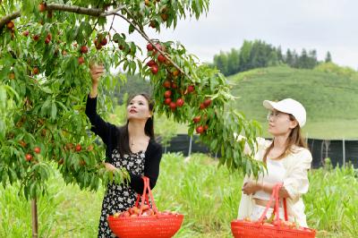 通城：科技赋能特色种植 百亩油桃喜迎丰收