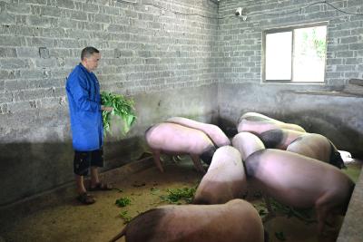 养良心猪 卖放心肉——记通城县鸦雀山亮龙养殖专业合作社金亮龙