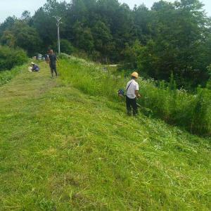 通城县沙堆镇：清除水库杂草 拧紧水利安全“责任阀”