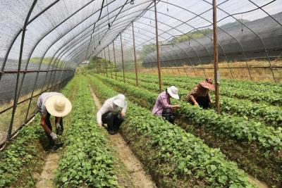 通城：林下种出“黄金叶” 淫羊藿化身“致富草”