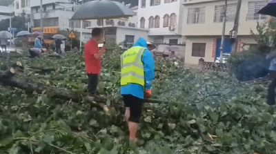 V视｜暴雨致国省道树木倒伏 通城快速抢险保畅通